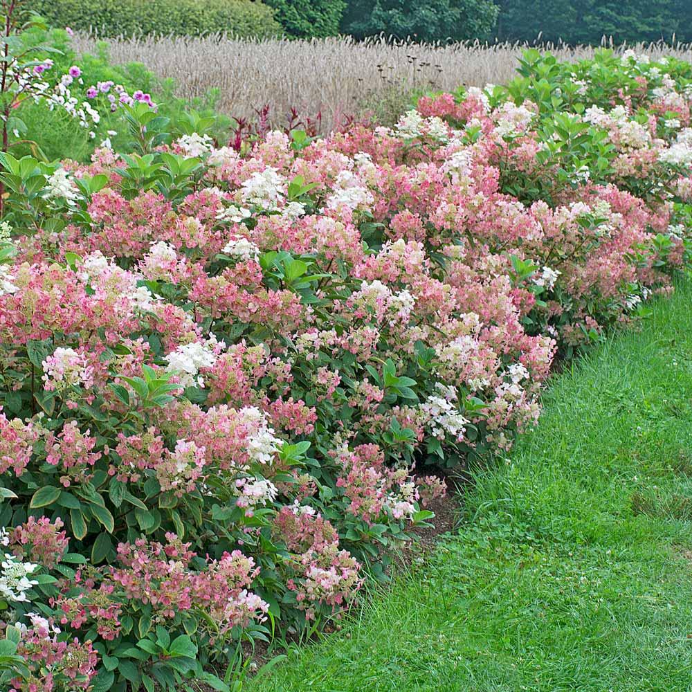 Hydrangea Paniculata Little Quick Fire - View 3 from www redcrocus com