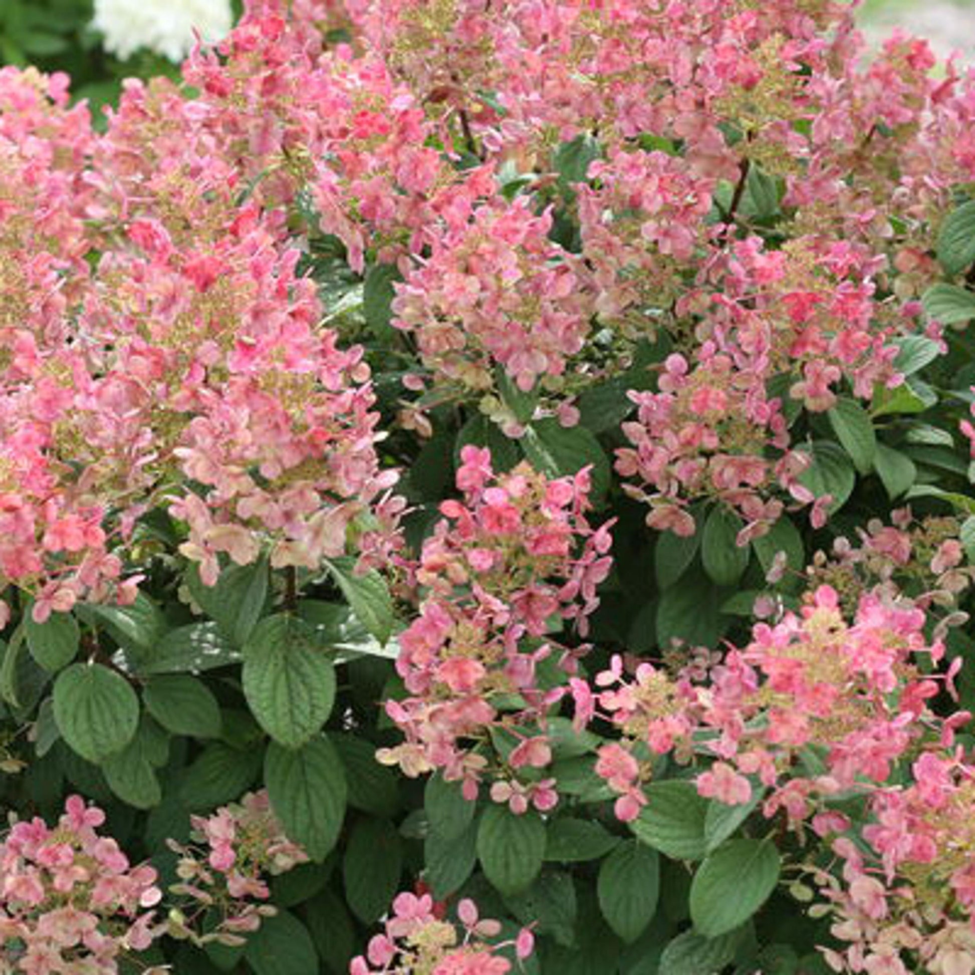Hydrangea Paniculata Little Quick Fire - View 4 from www redcrocus com