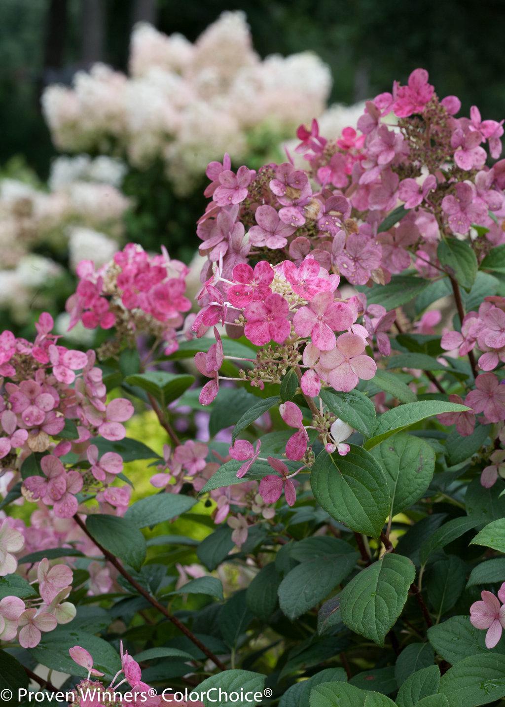 Hydrangea Paniculata Little Quick Fire - View 5 from www redcrocus com