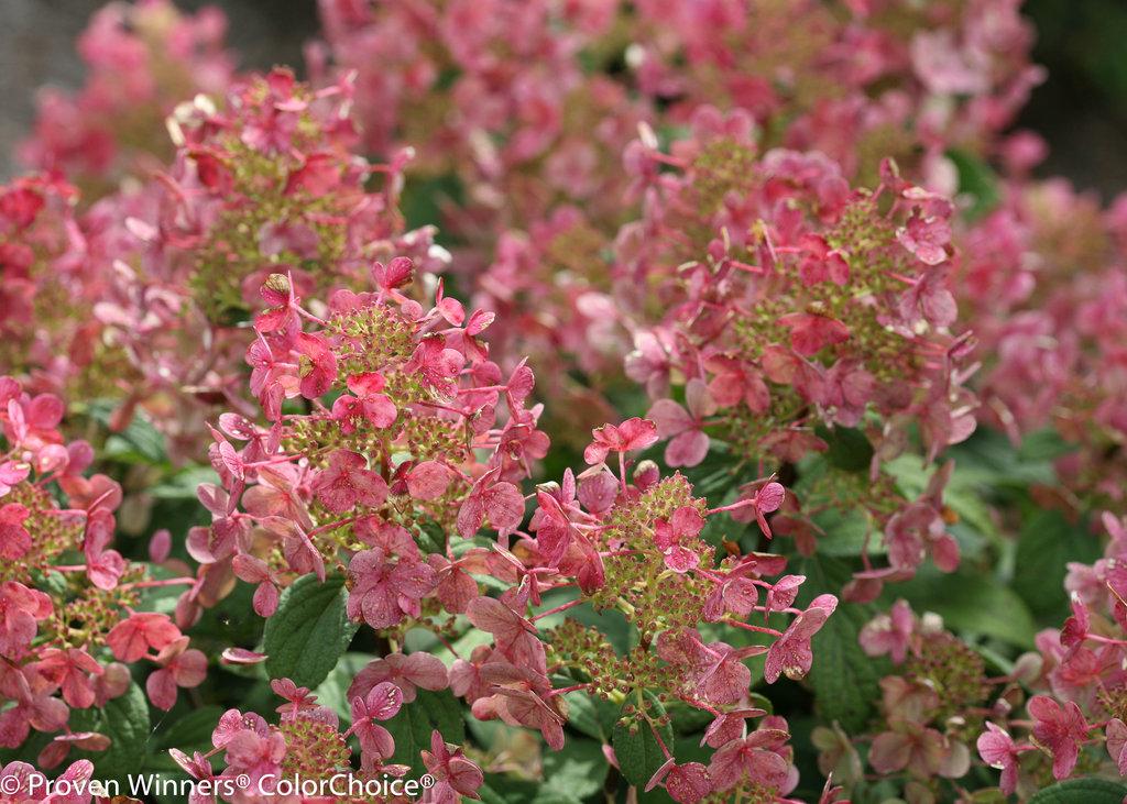 Hydrangea Paniculata Little Quick Fire - View 7 from www redcrocus com