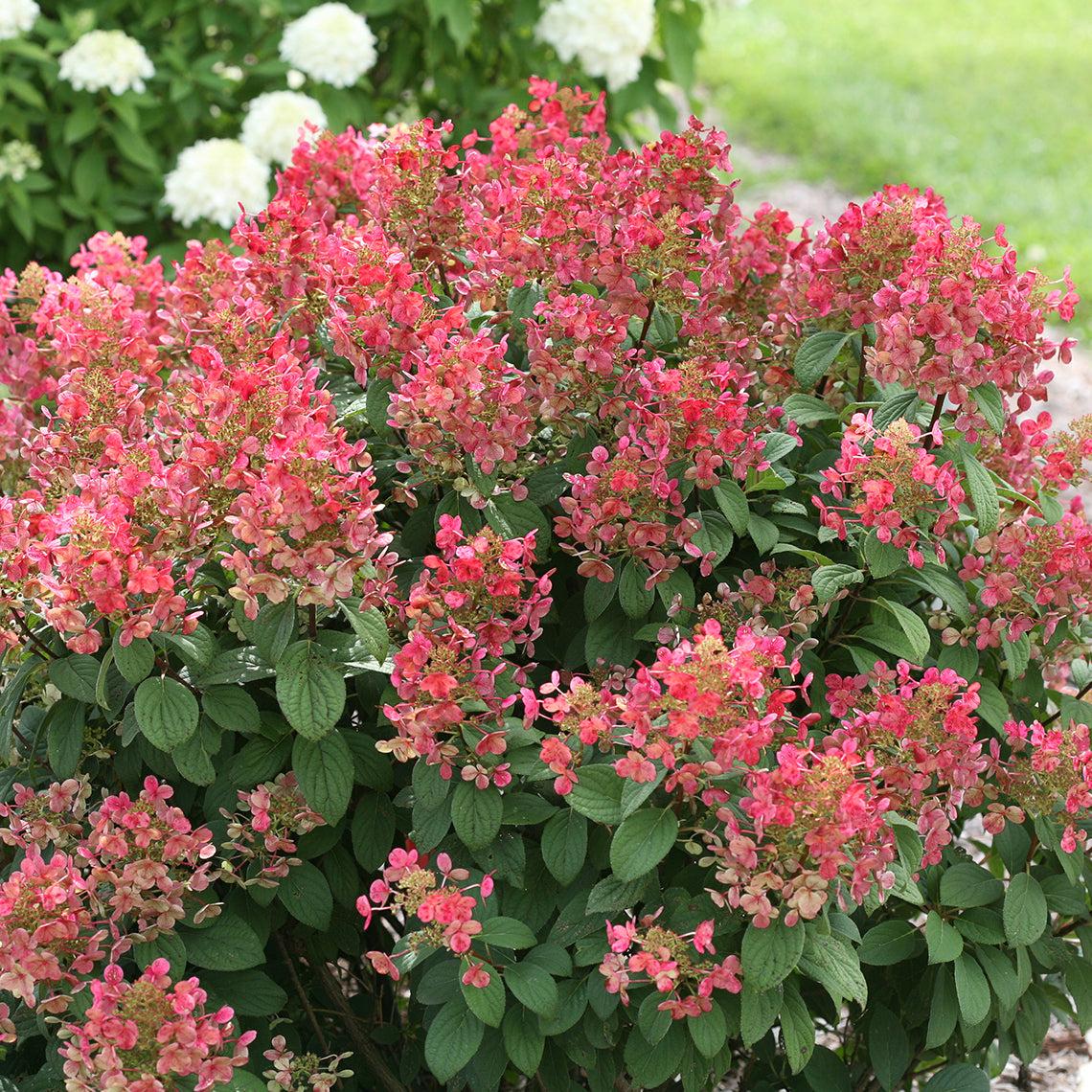 Hydrangea Paniculata Little Quick Fire - View 8 from www redcrocus com