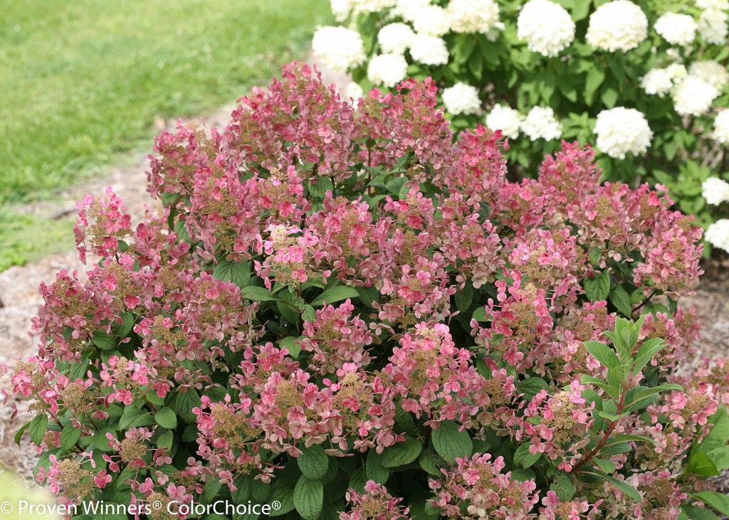 Hydrangea Paniculata Little Quick Fire - View 9 from www redcrocus com