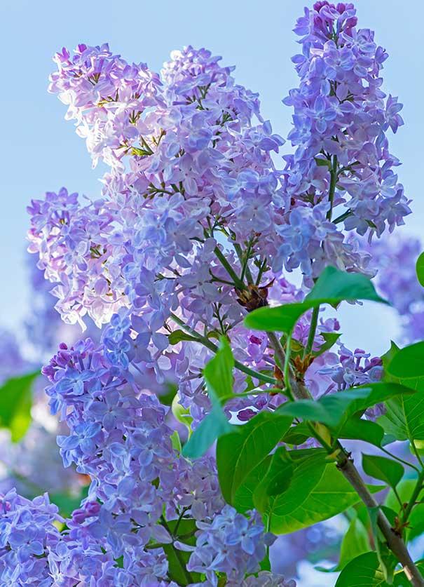 Syringa Vulgaris 'president Grevy' - View 13 from www redcrocus com