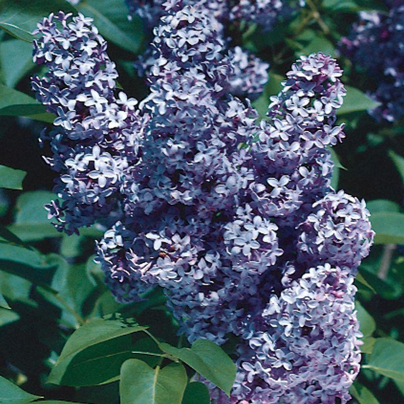 Syringa Vulgaris 'president Grevy' - View 14 from www redcrocus com