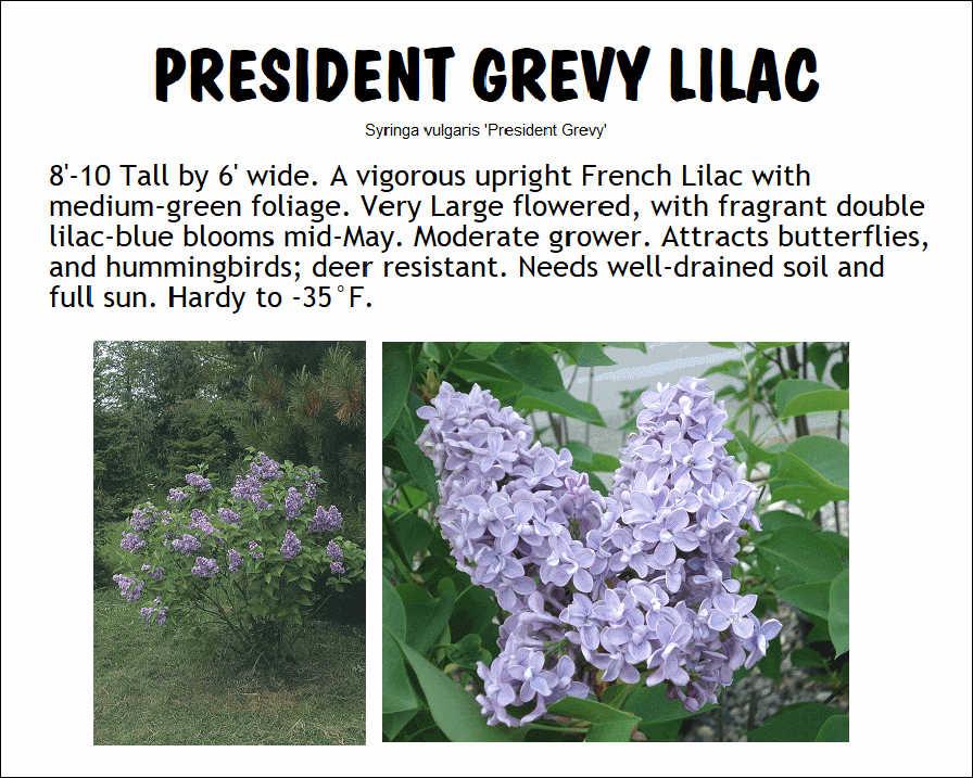 Syringa Vulgaris 'president Grevy' - View 16 from www redcrocus com