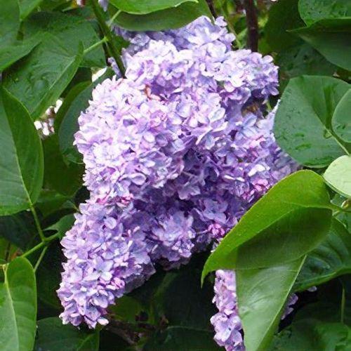 Syringa Vulgaris 'president Grevy' - View 17 from www redcrocus com