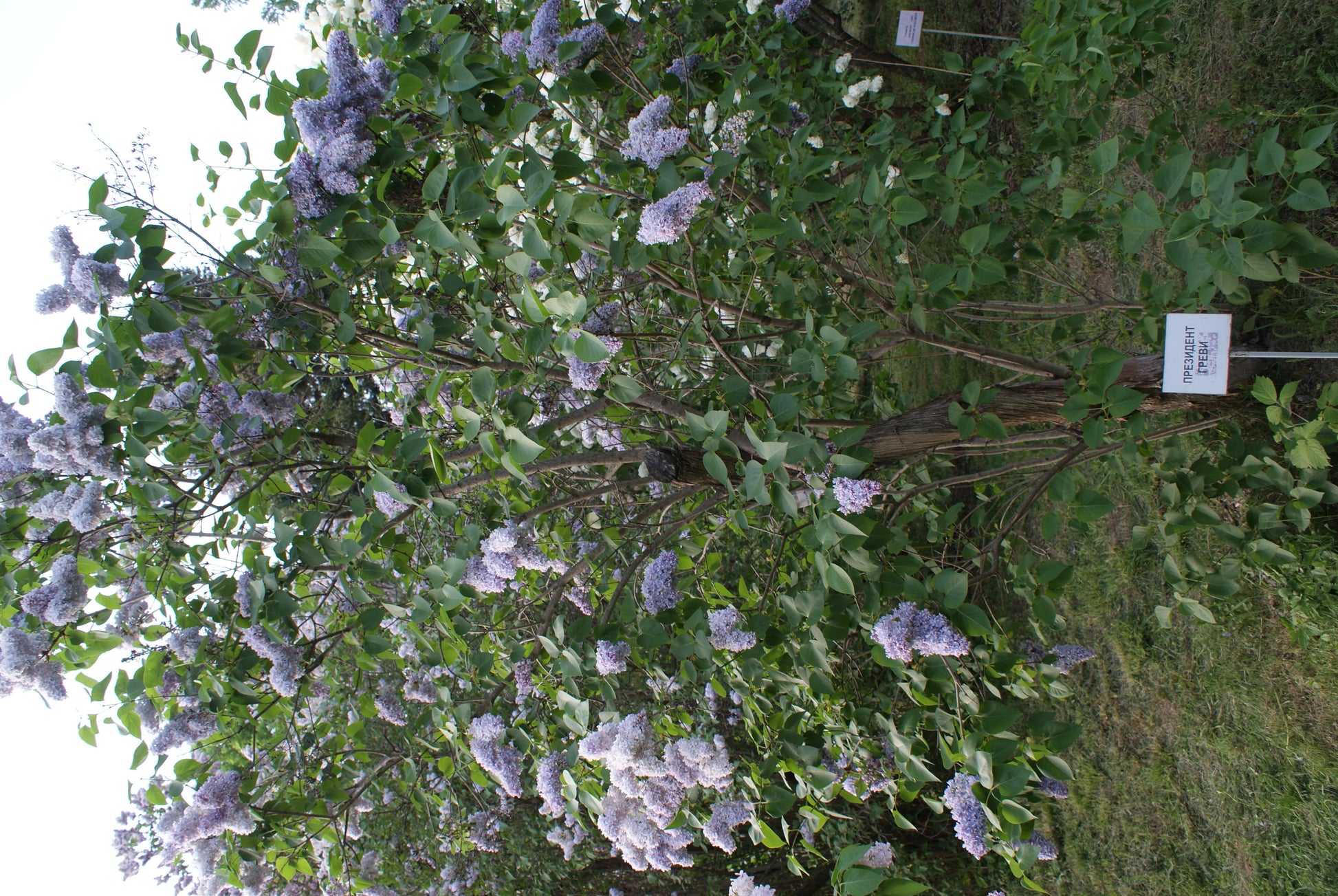 Syringa Vulgaris 'president Grevy' - View 22 from www redcrocus com