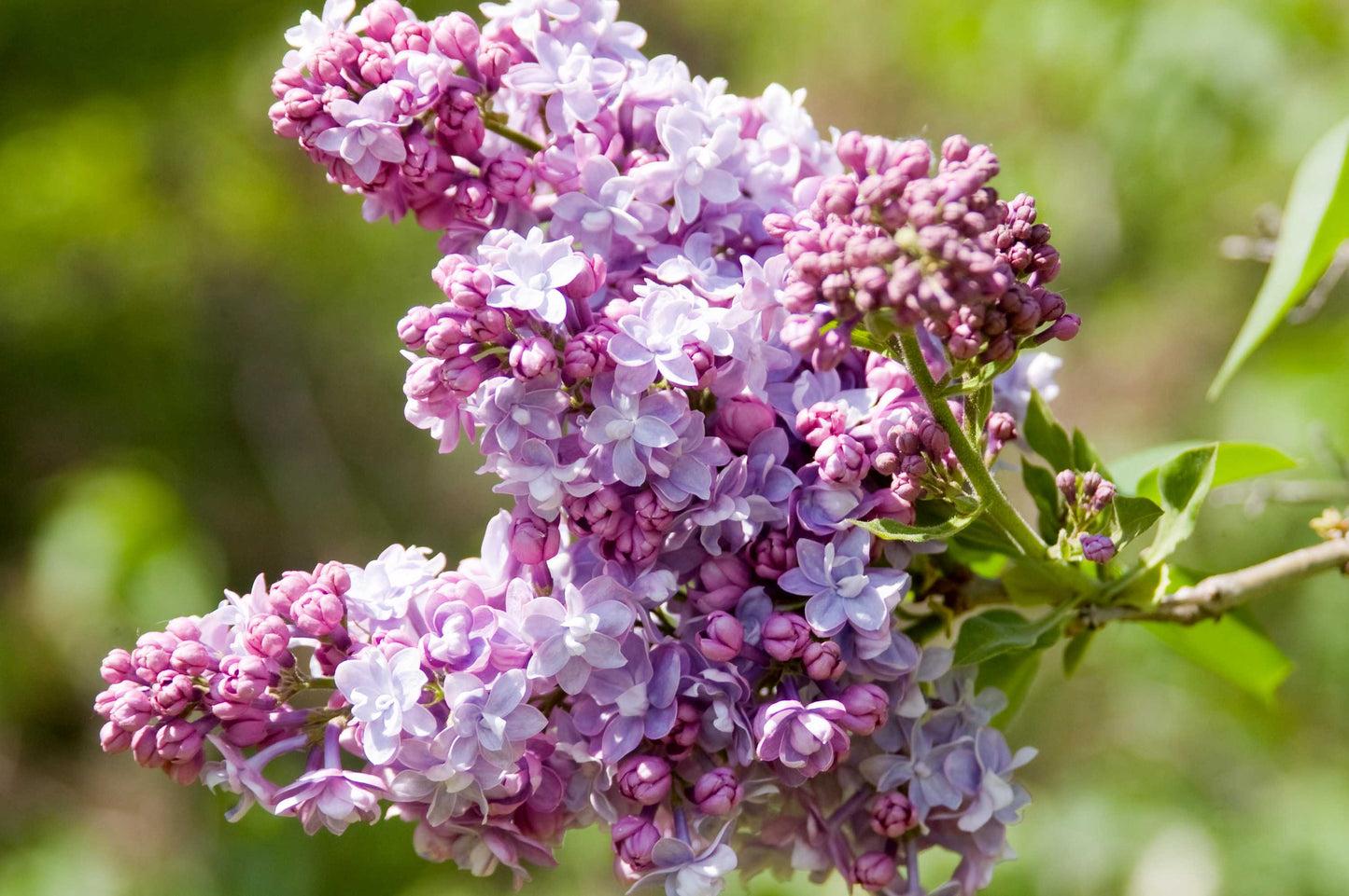 Syringa Vulgaris 'president Grevy' - View 24 from www redcrocus com