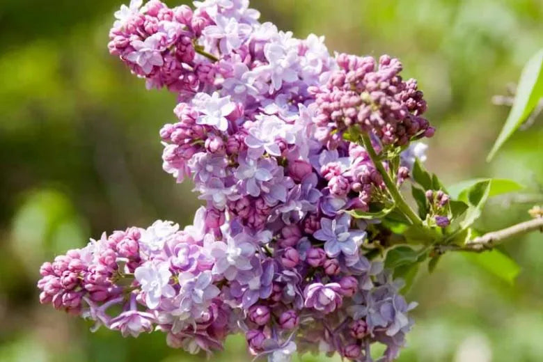 Syringa Vulgaris 'president Grevy' - View 2 from www redcrocus com