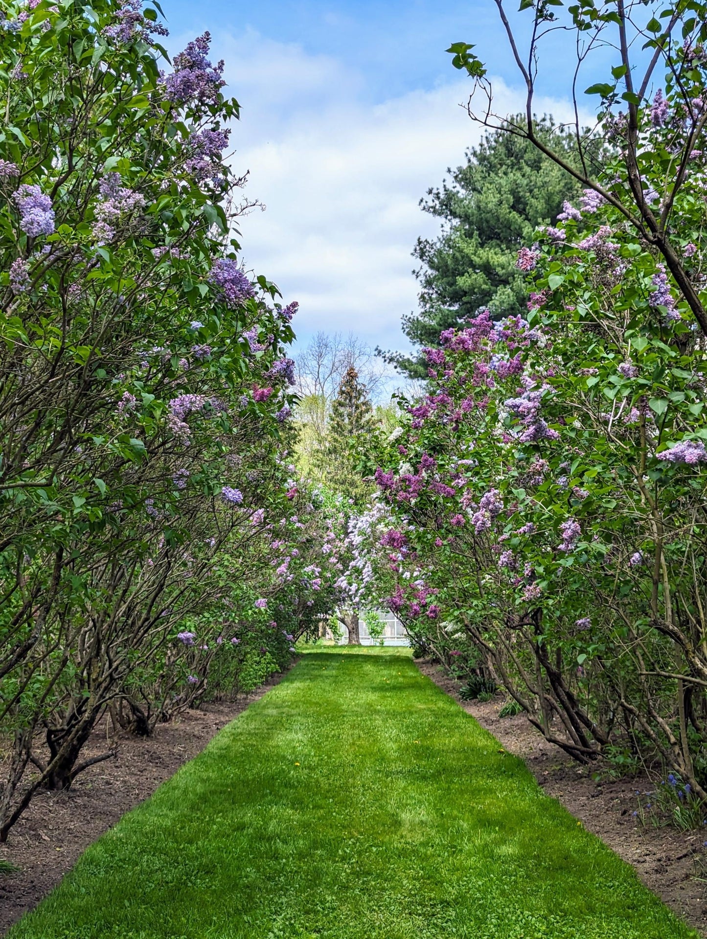 Syringa Vulgaris 'president Grevy' - View 30 from www redcrocus com