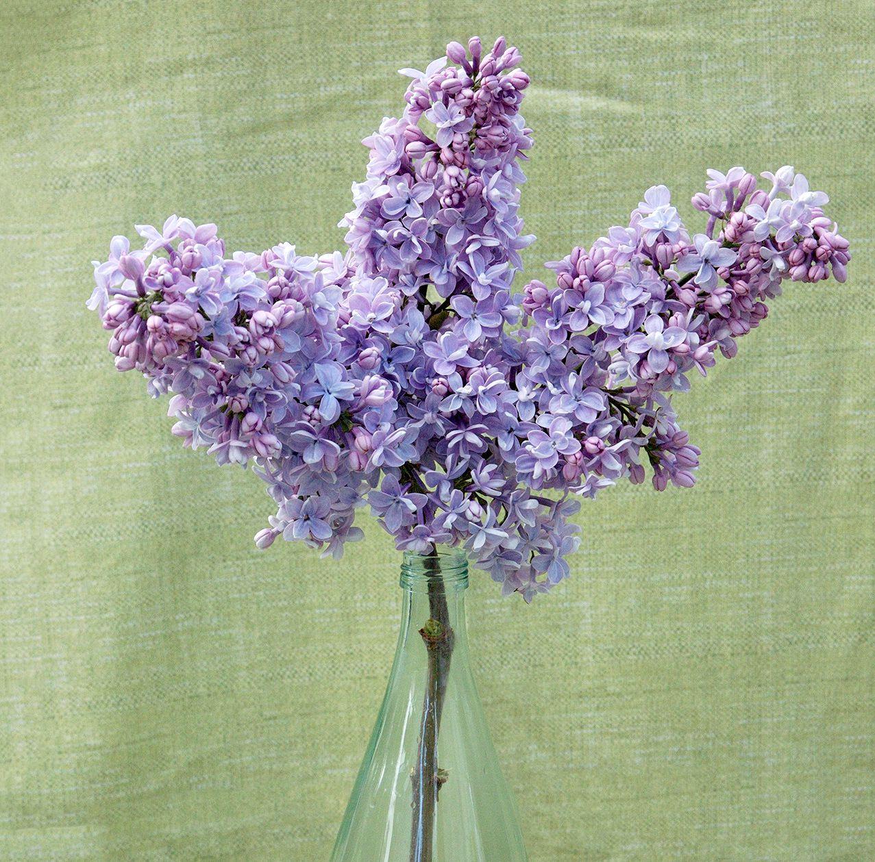 Syringa Vulgaris 'president Grevy' - View 32 from www redcrocus com