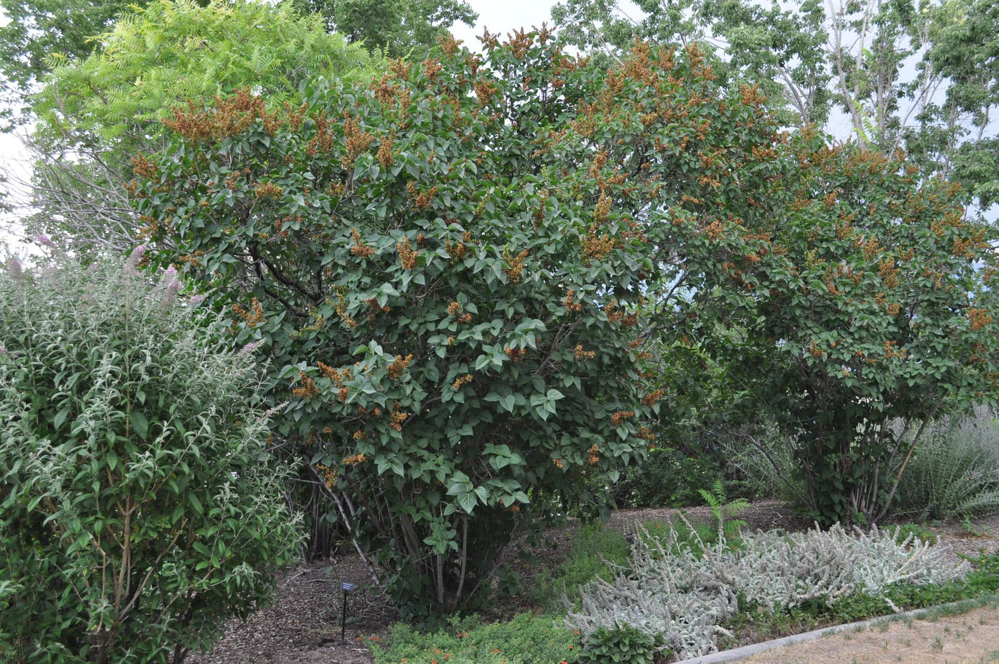 Syringa Vulgaris 'president Grevy' - View 33 from www redcrocus com