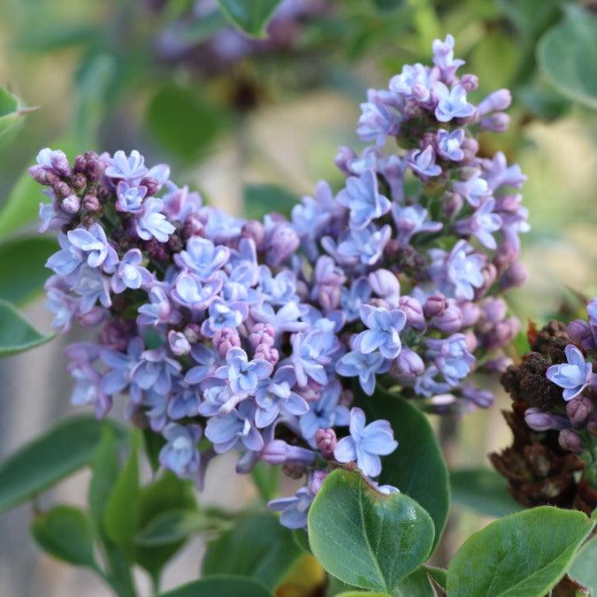 Syringa Vulgaris 'president Grevy' - View 37 from www redcrocus com