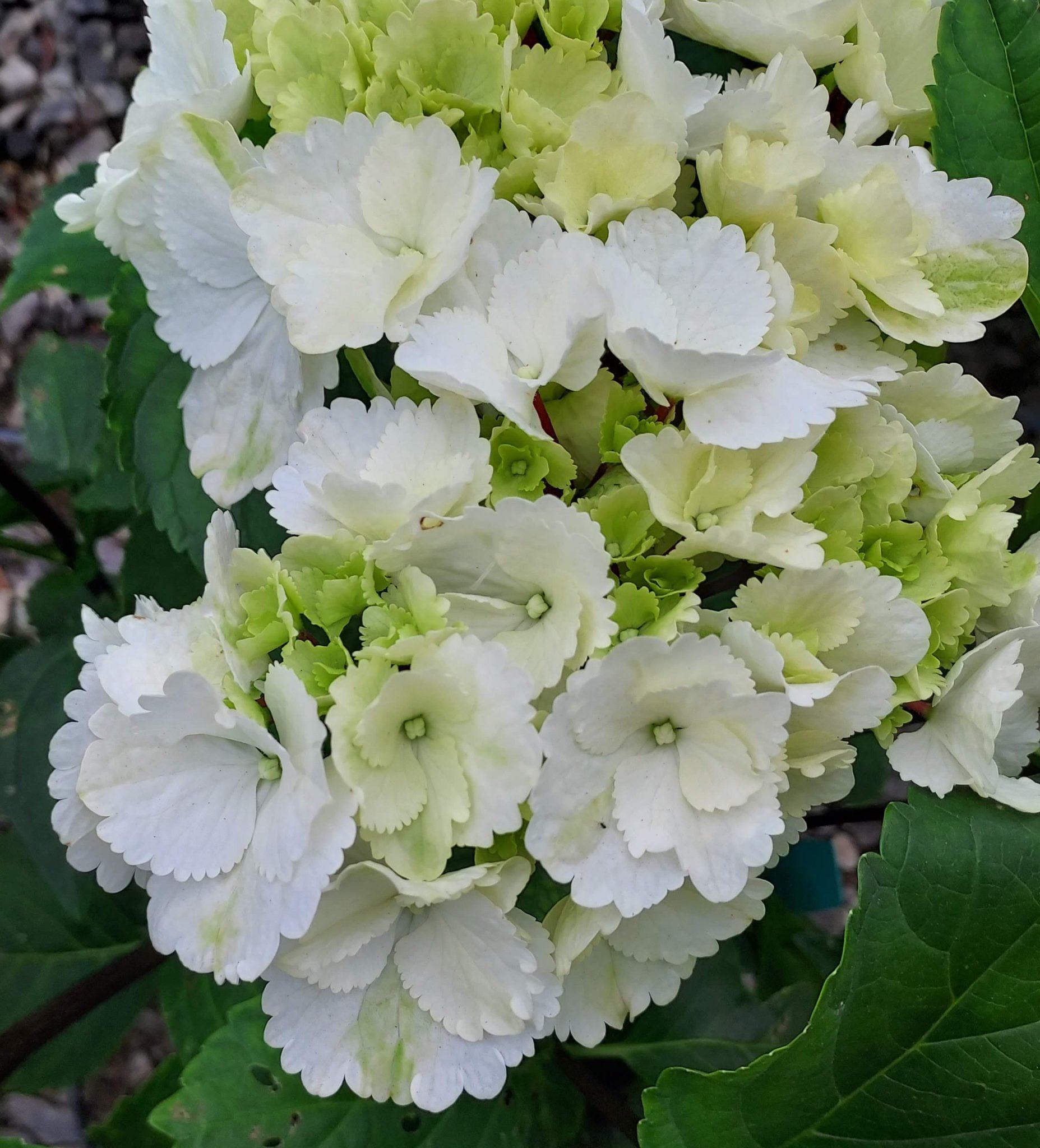 Hydrangea Macrophylla Zebra - View 12 from www redcrocus com