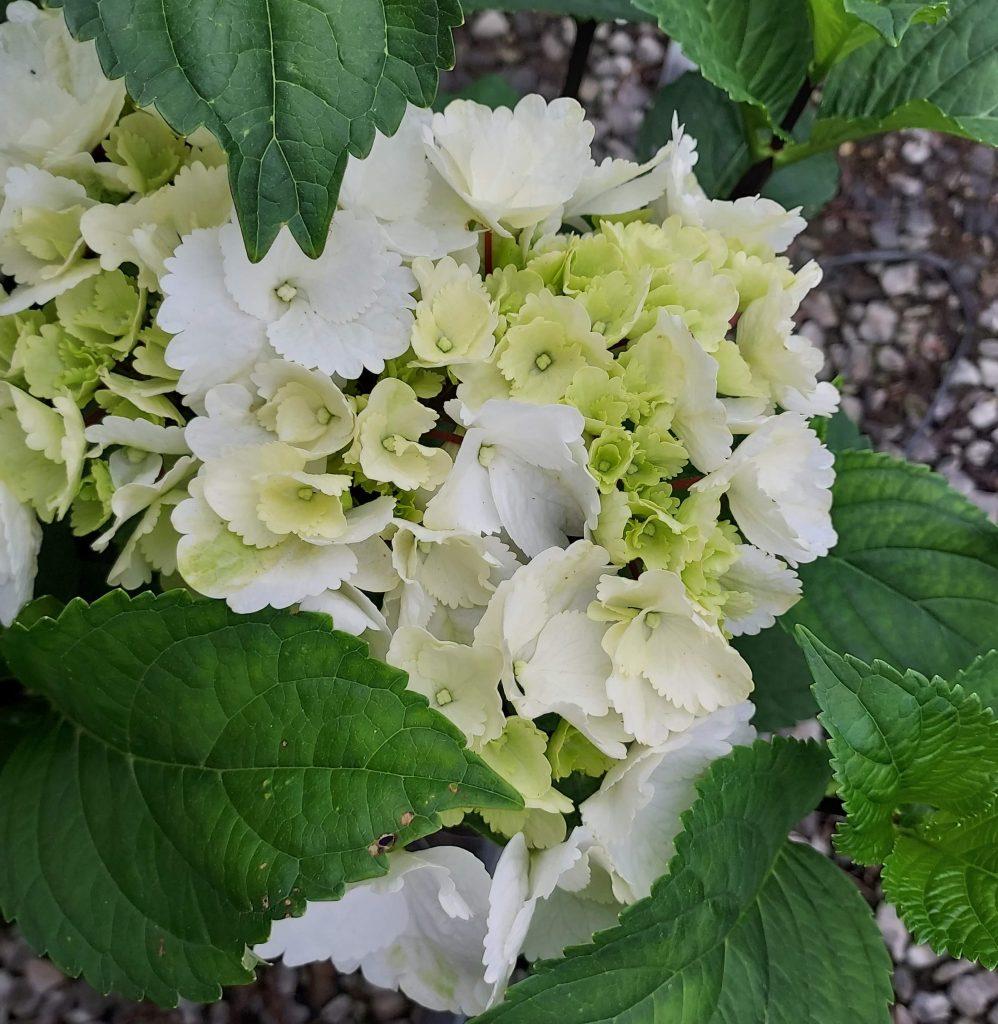 Hydrangea Macrophylla Zebra - View 14 from www redcrocus com