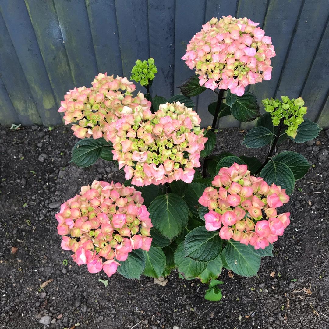Hydrangea Macrophylla Zebra - View 16 from www redcrocus com