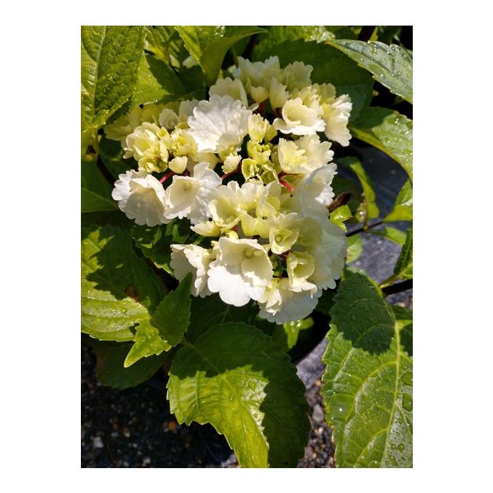 Hydrangea Macrophylla Zebra - View 4 from www redcrocus com