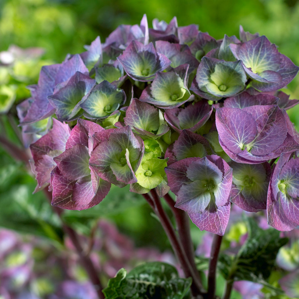 Hydrangea Macrophylla Zebra - View 4 from www redcrocus com