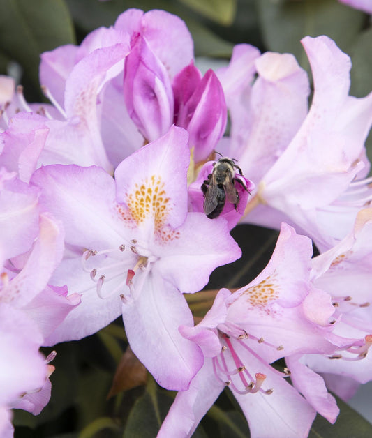 Rhododendron Maximum Roseum - View 10 from www redcrocus com