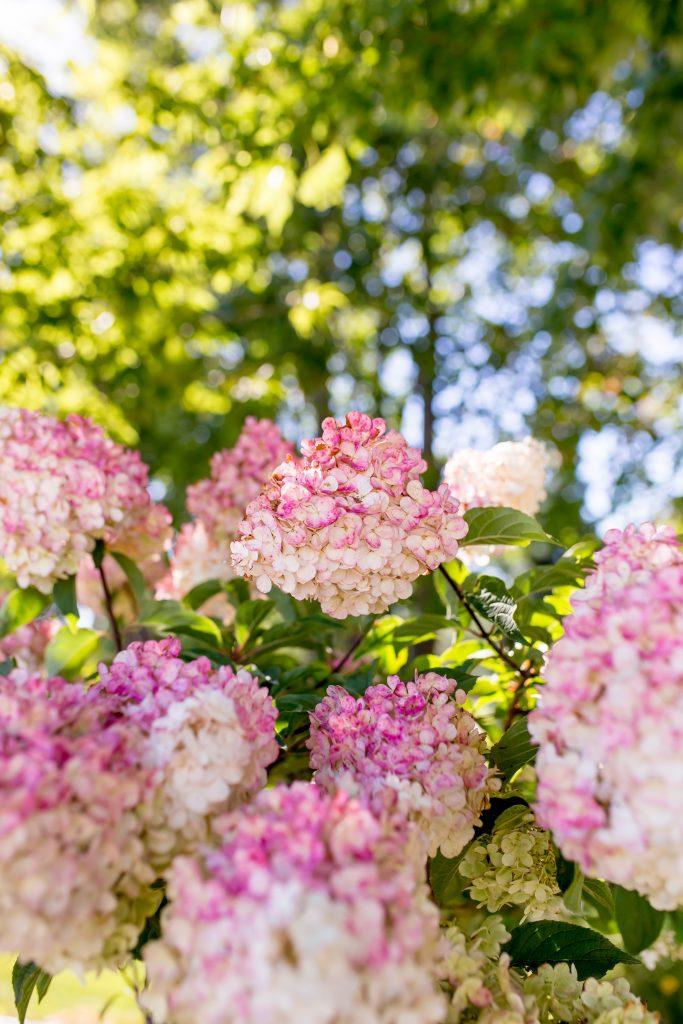 Hydrangea Paniculata Vanilla Strawberry Tree Form - View 17 from www redcrocus com