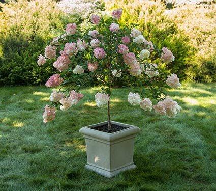 Hydrangea Paniculata Vanilla Strawberry Tree Form - View 20 from www redcrocus com
