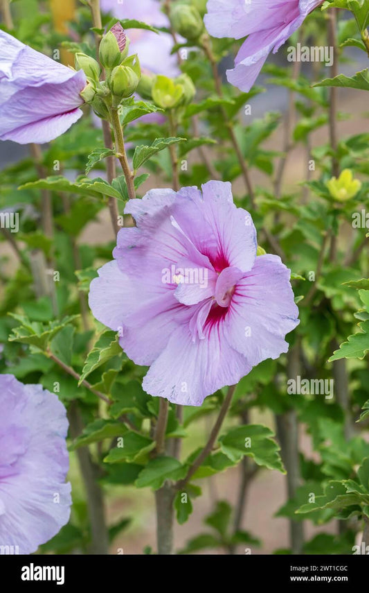 Hibiscus Syriacus Lavender Chiffon - View 10 from www redcrocus com