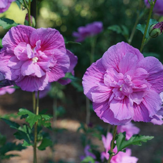 Hibiscus Syriacus Lavender Chiffon - View 11 from www redcrocus com