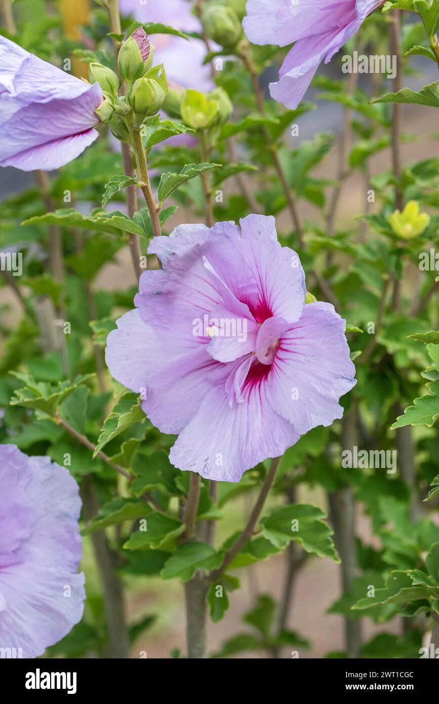 Hibiscus Syriacus Lavender Chiffon - View 14 from www redcrocus com