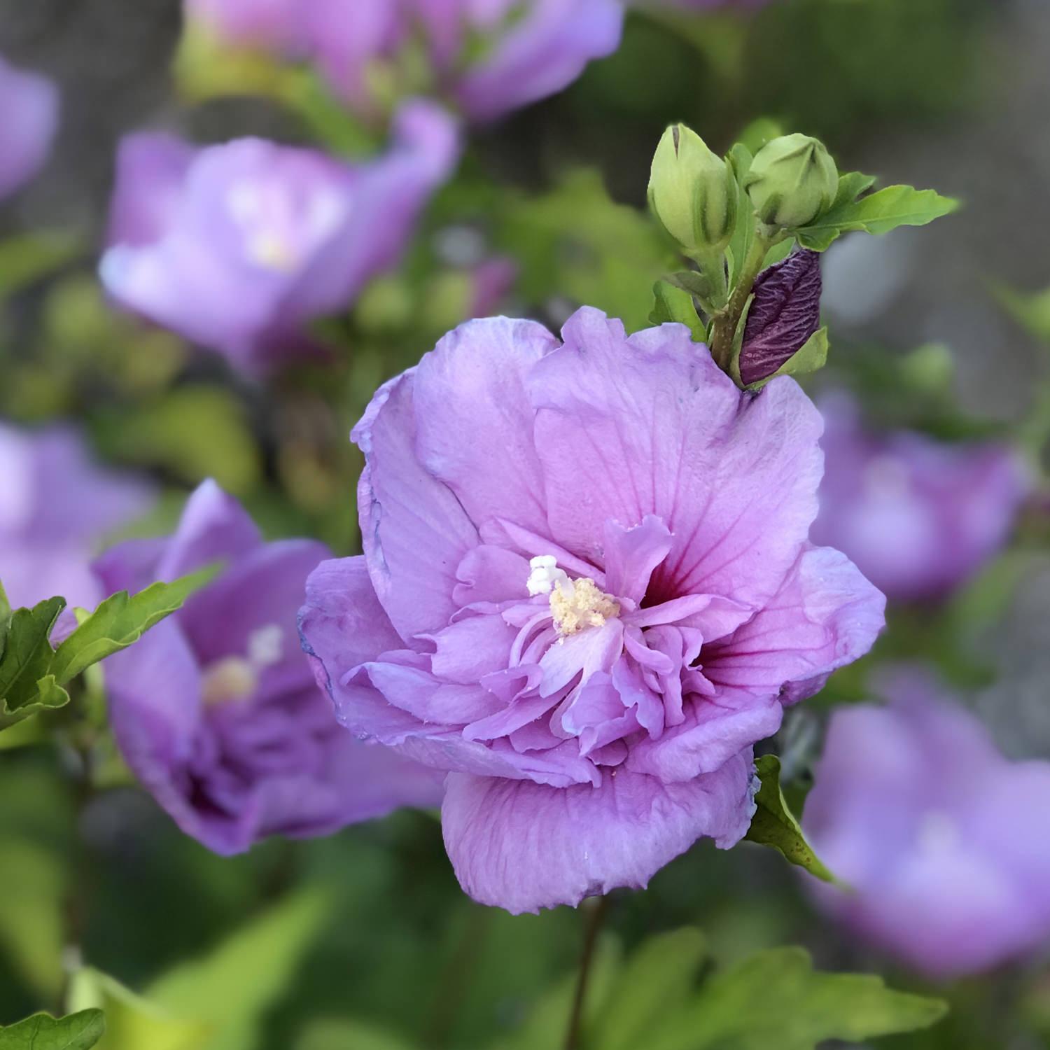 Hibiscus Syriacus Lavender Chiffon - View 17 from www redcrocus com