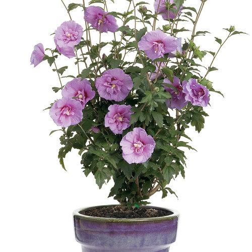Hibiscus Syriacus Lavender Chiffon - View 18 from www redcrocus com