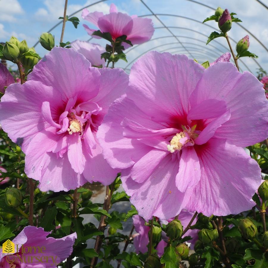 Hibiscus Syriacus Lavender Chiffon - View 1 from www redcrocus com