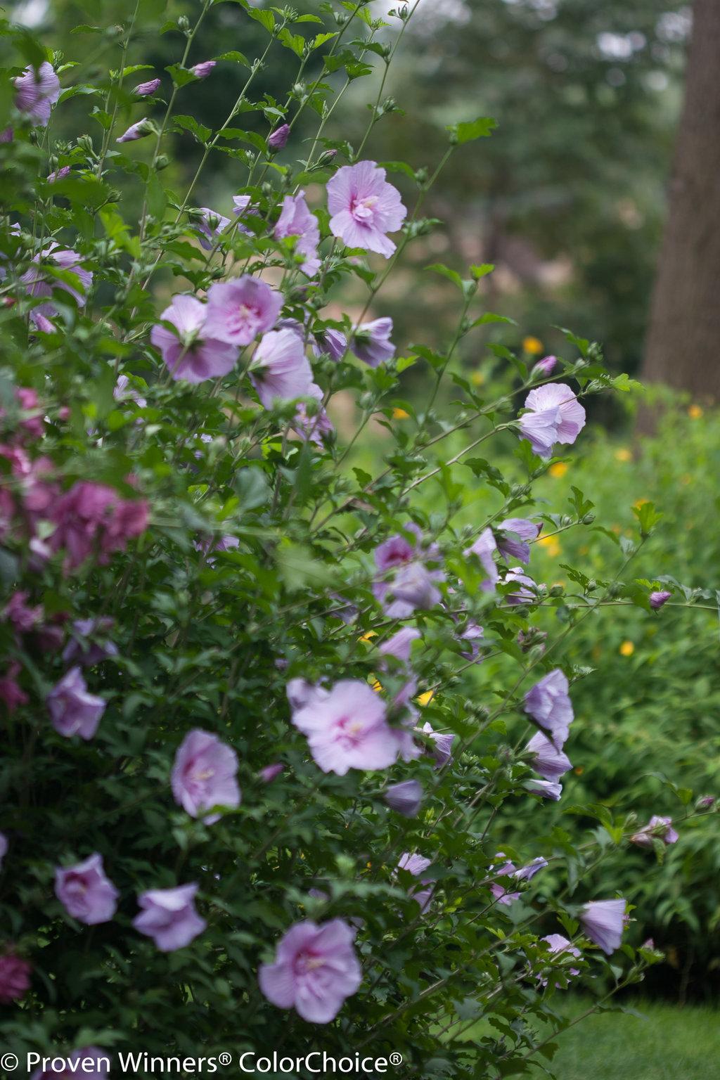 Hibiscus Syriacus Lavender Chiffon - View 5 from www redcrocus com