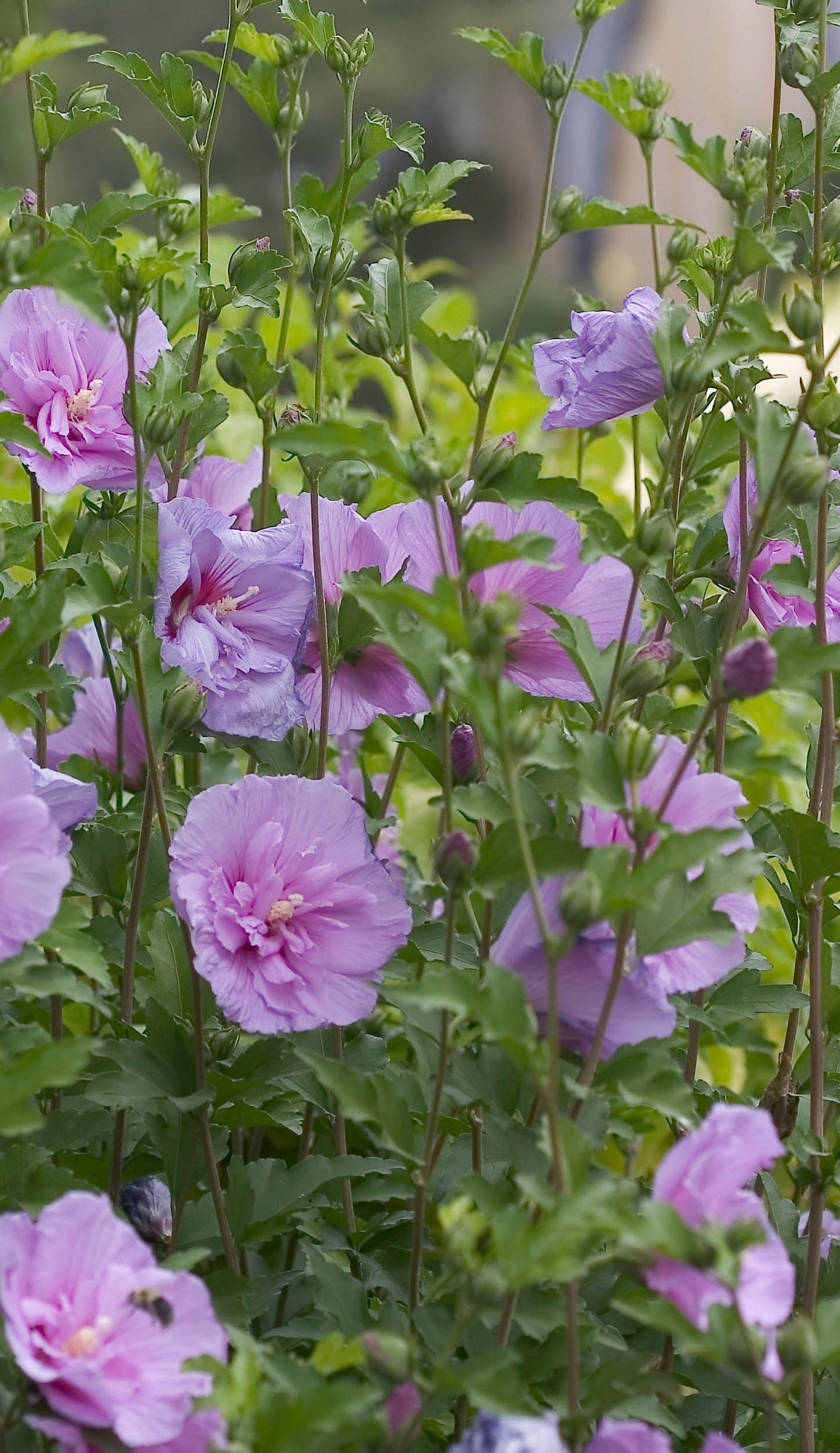 Hibiscus Syriacus Lavender Chiffon - View 6 from www redcrocus com