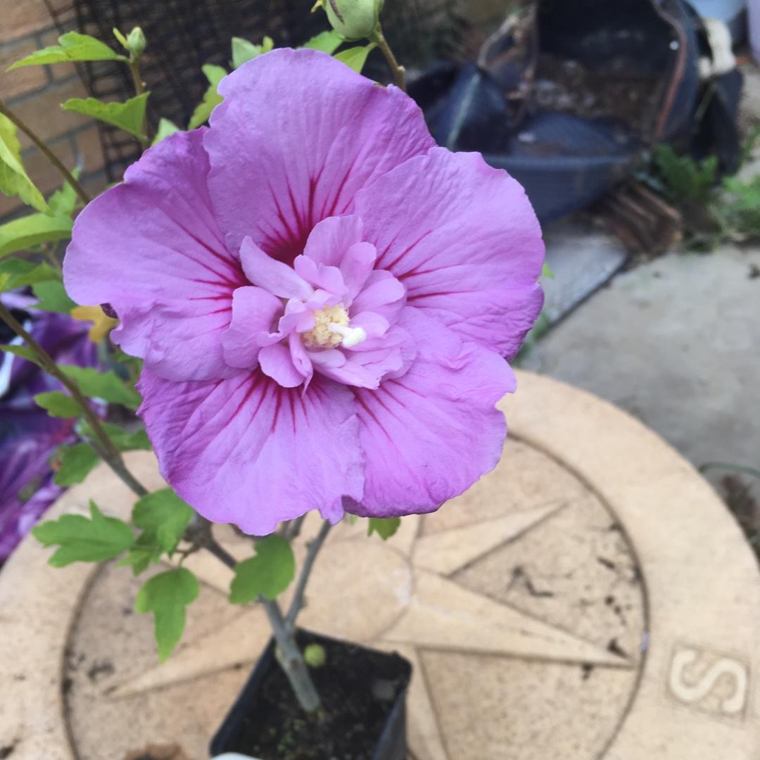 Hibiscus Syriacus Lavender Chiffon - View 8 from www redcrocus com