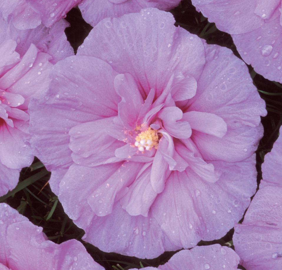 Hibiscus Syriacus Lavender Chiffon - View 9 from www redcrocus com