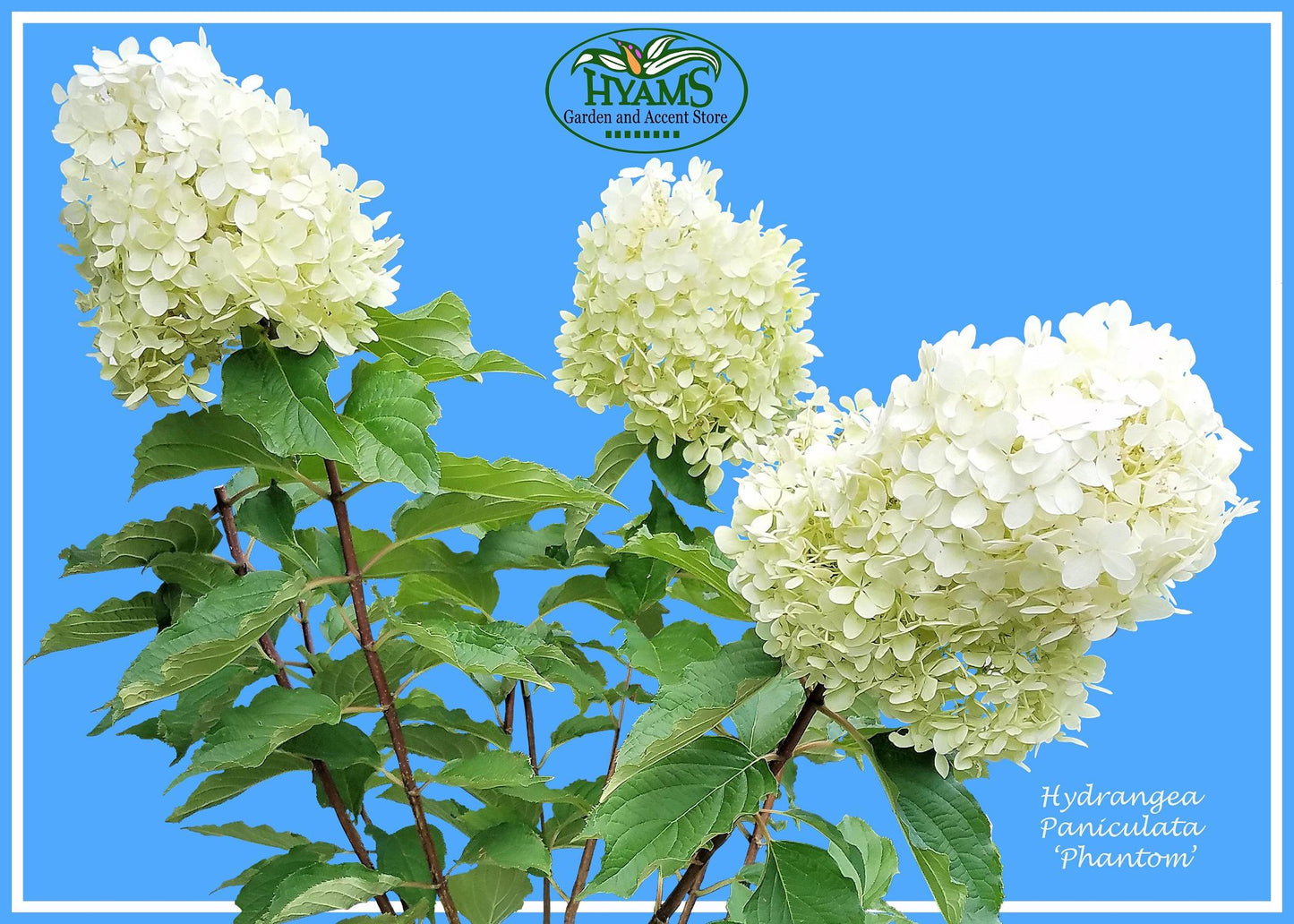 Hydrangea Paniculata Phantom Tree Form - View 16 from www redcrocus com