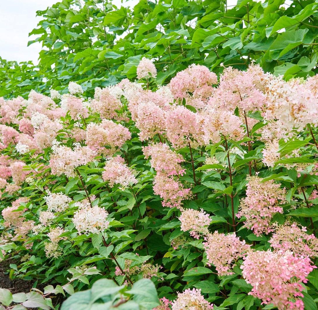 Hydrangea Paniculata Phantom Tree Form - View 20 from www redcrocus com