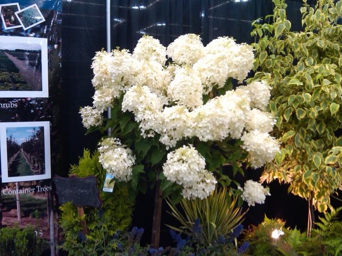 Hydrangea Paniculata Phantom Tree Form - View 3 from www redcrocus com
