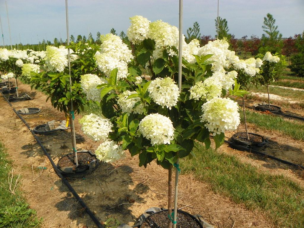 Hydrangea Paniculata Phantom Tree Form - View 4 from www redcrocus com