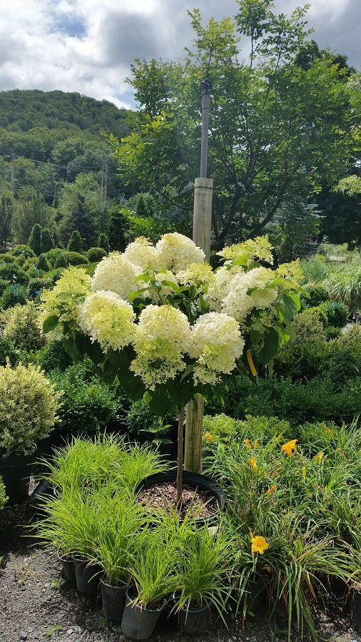 Hydrangea Paniculata Phantom Tree Form - View 5 from www redcrocus com