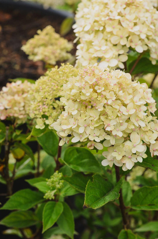 Hydrangea Paniculata Little Lime - View 10 from www redcrocus com
