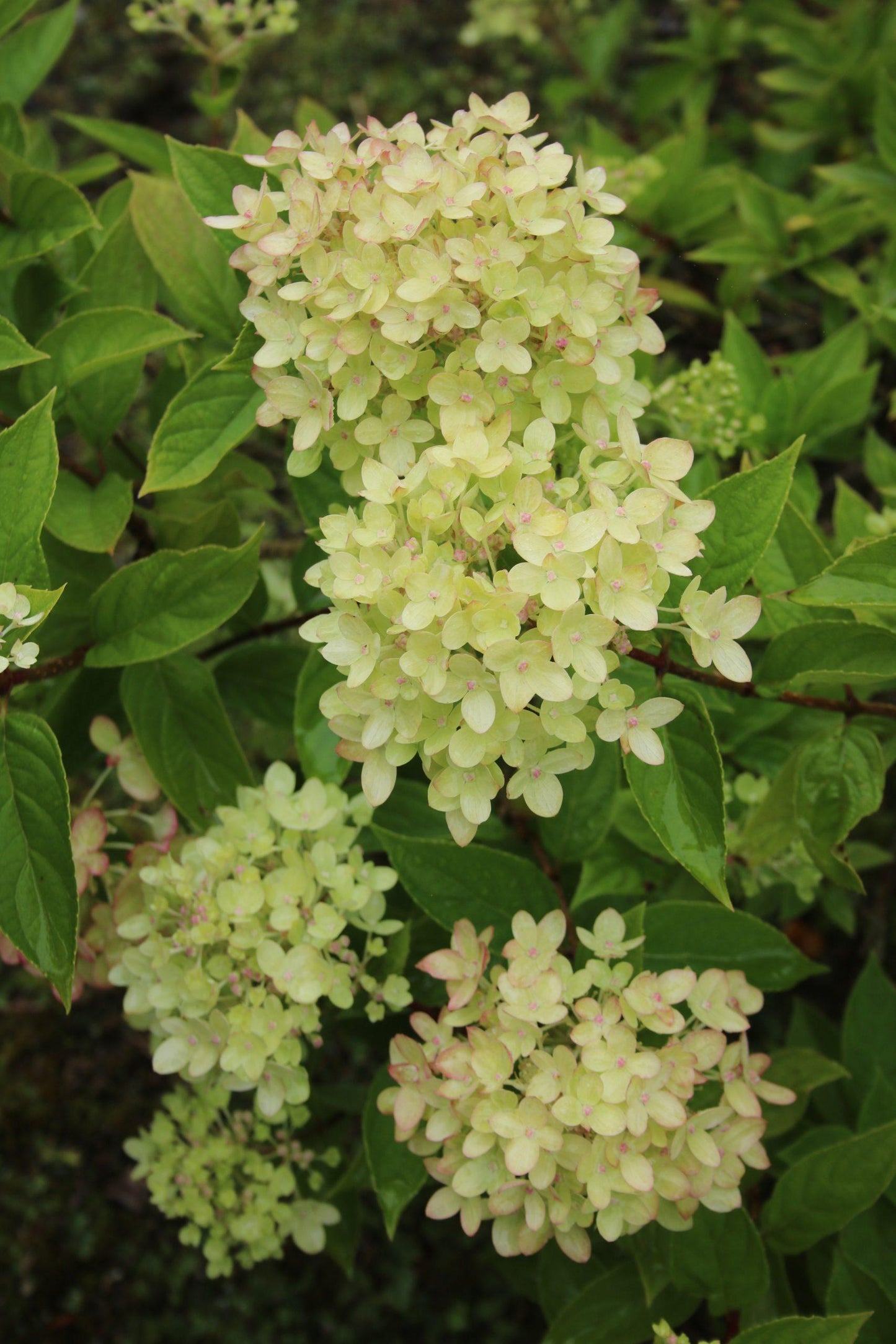 Hydrangea Paniculata Little Lime - View 11 from www redcrocus com