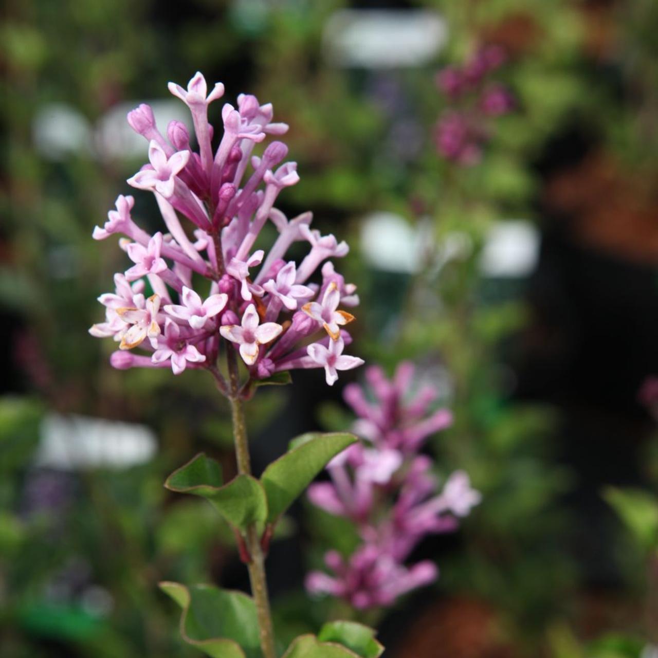 Syringa Meyeri Palibin - View 12 from www redcrocus com