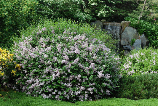 Syringa Meyeri Palibin - View 1 from www redcrocus com