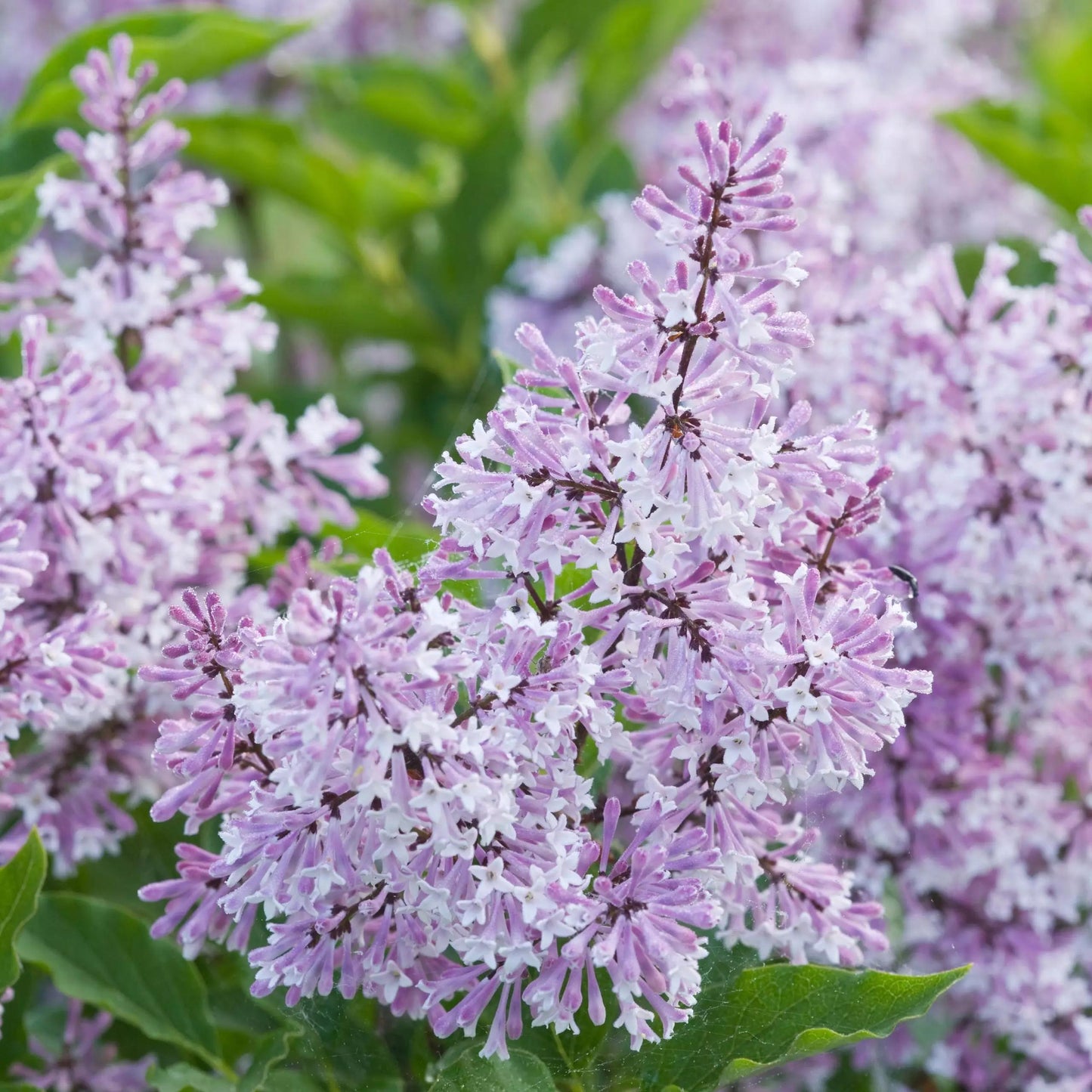 Syringa Meyeri Palibin - View 22 from www redcrocus com