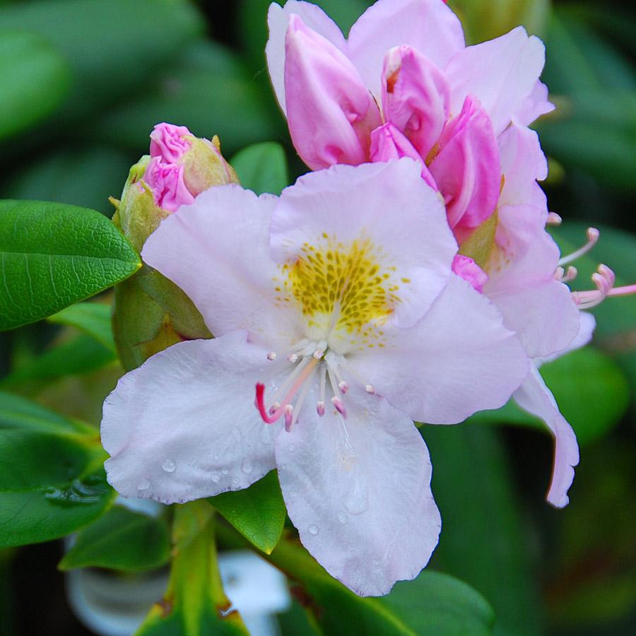Rhododendron Album - View 10 from www redcrocus com