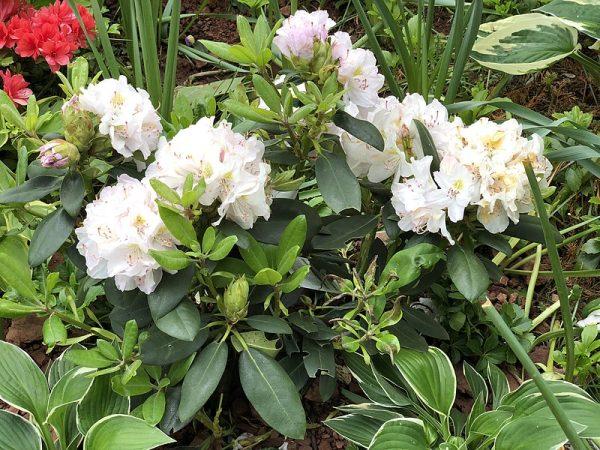 Rhododendron Album - View 15 from www redcrocus com