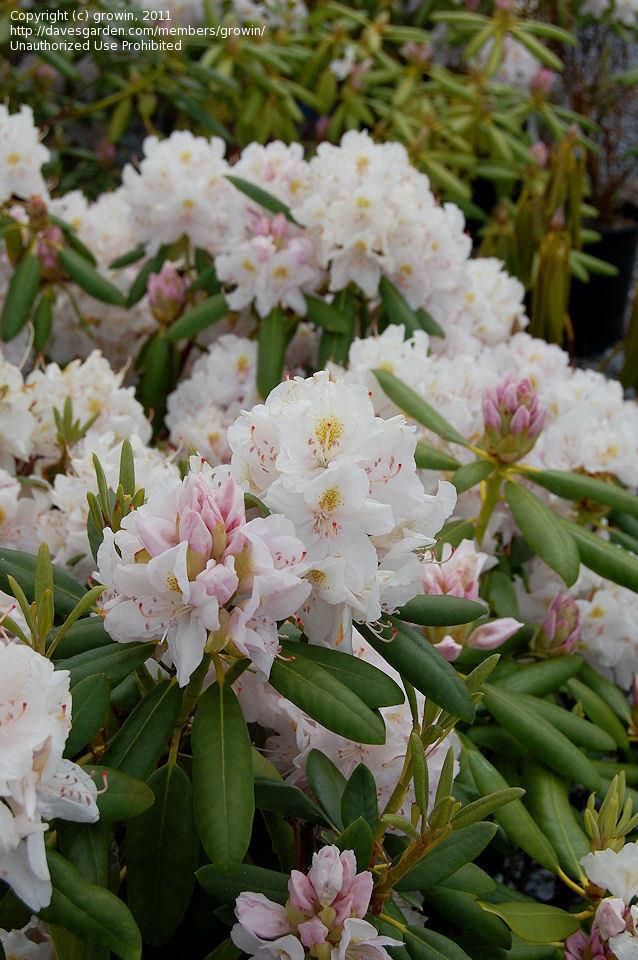 Rhododendron Album - View 7 from www redcrocus com