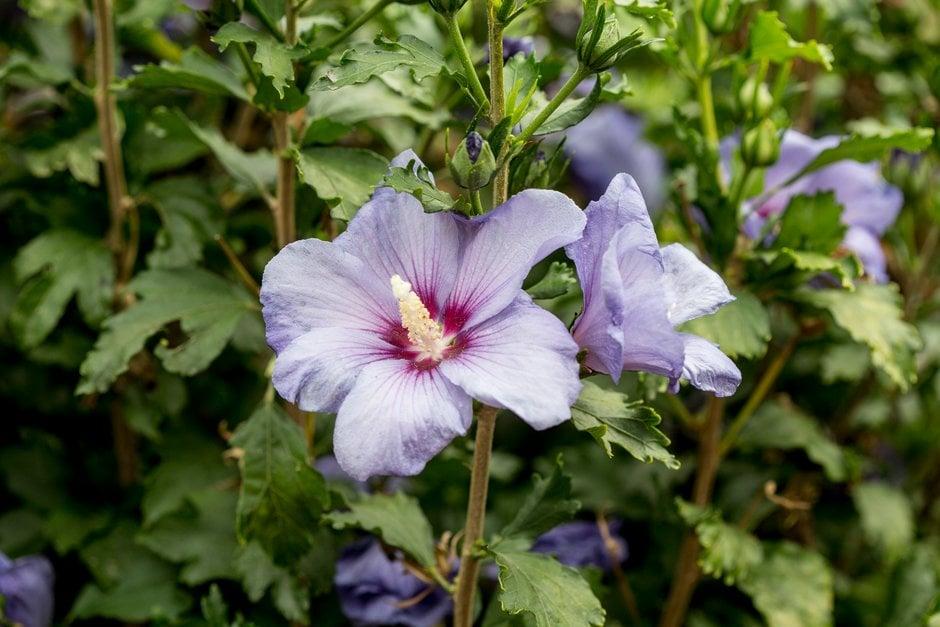 Hibiscus Syriacus Blue Satin Tree Form - View 11 from www redcrocus com
