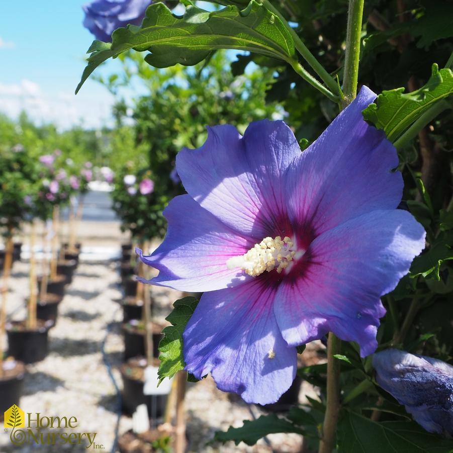 Hibiscus Syriacus Blue Satin Tree Form - View 1 from www redcrocus com